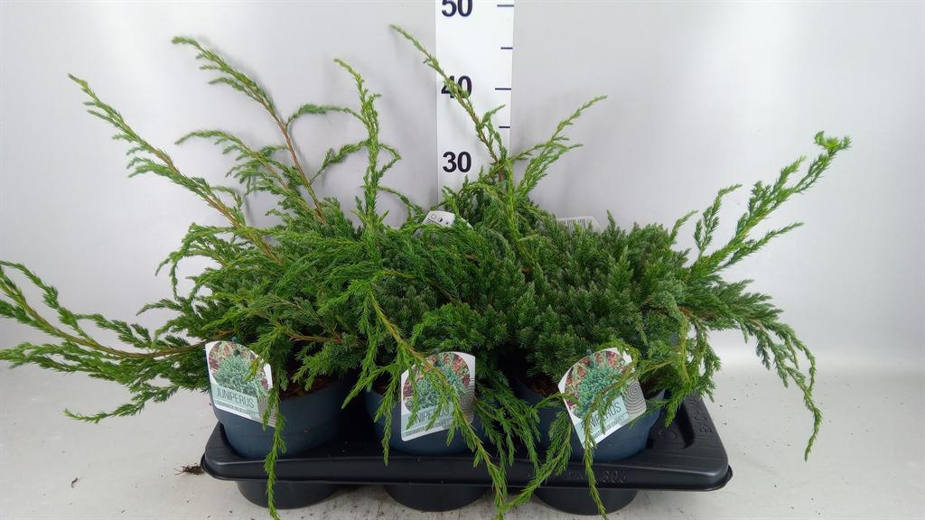 Горшечные цветы и растения оптом Juniperus Squa Blue Carpet от 6шт из Голландии с доставкой по России