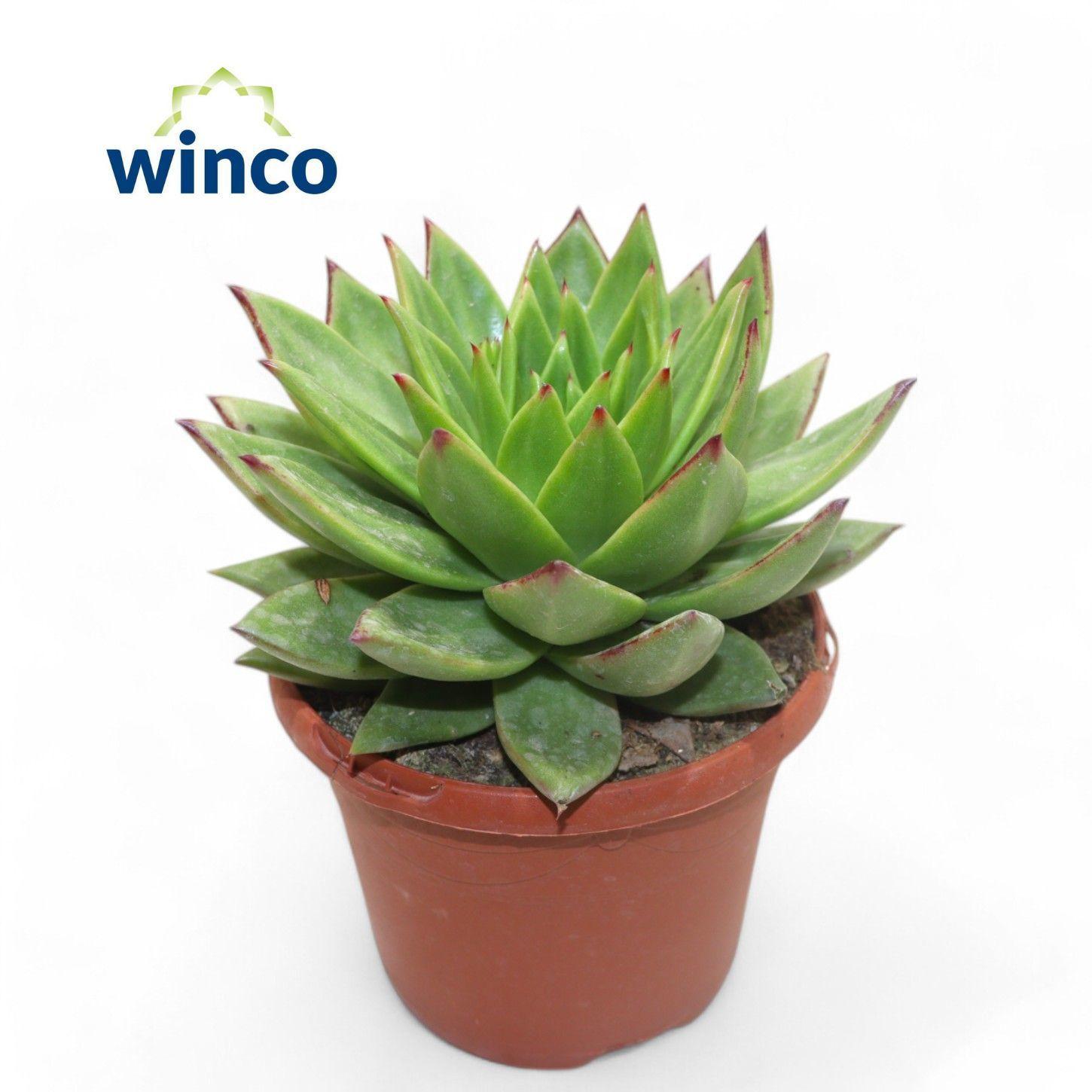 Горшечные цветы и растения оптом Echeveria Lipstick от 3шт из Голландии с доставкой по России