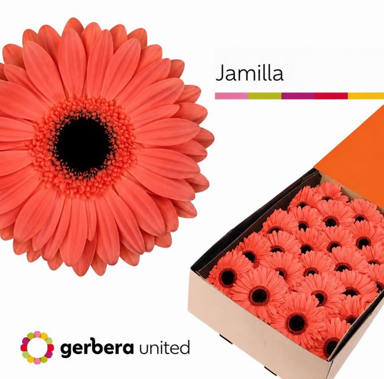 Срезанные цветы оптом Gerbera jamilla от 25шт из Голландии с доставкой по России