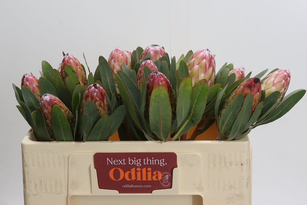 Срезанные цветы оптом Protea susara от 15шт из Голландии с доставкой по России