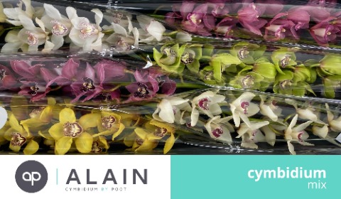 Срезанные цветы оптом Cymbidium mix от 16шт из Голландии с доставкой по России