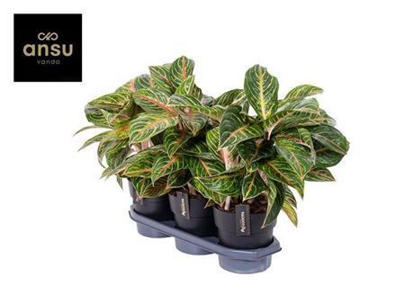 Горшечные цветы и растения оптом Aglaonema Eyecatcher Red от 3шт из Голландии с доставкой по России