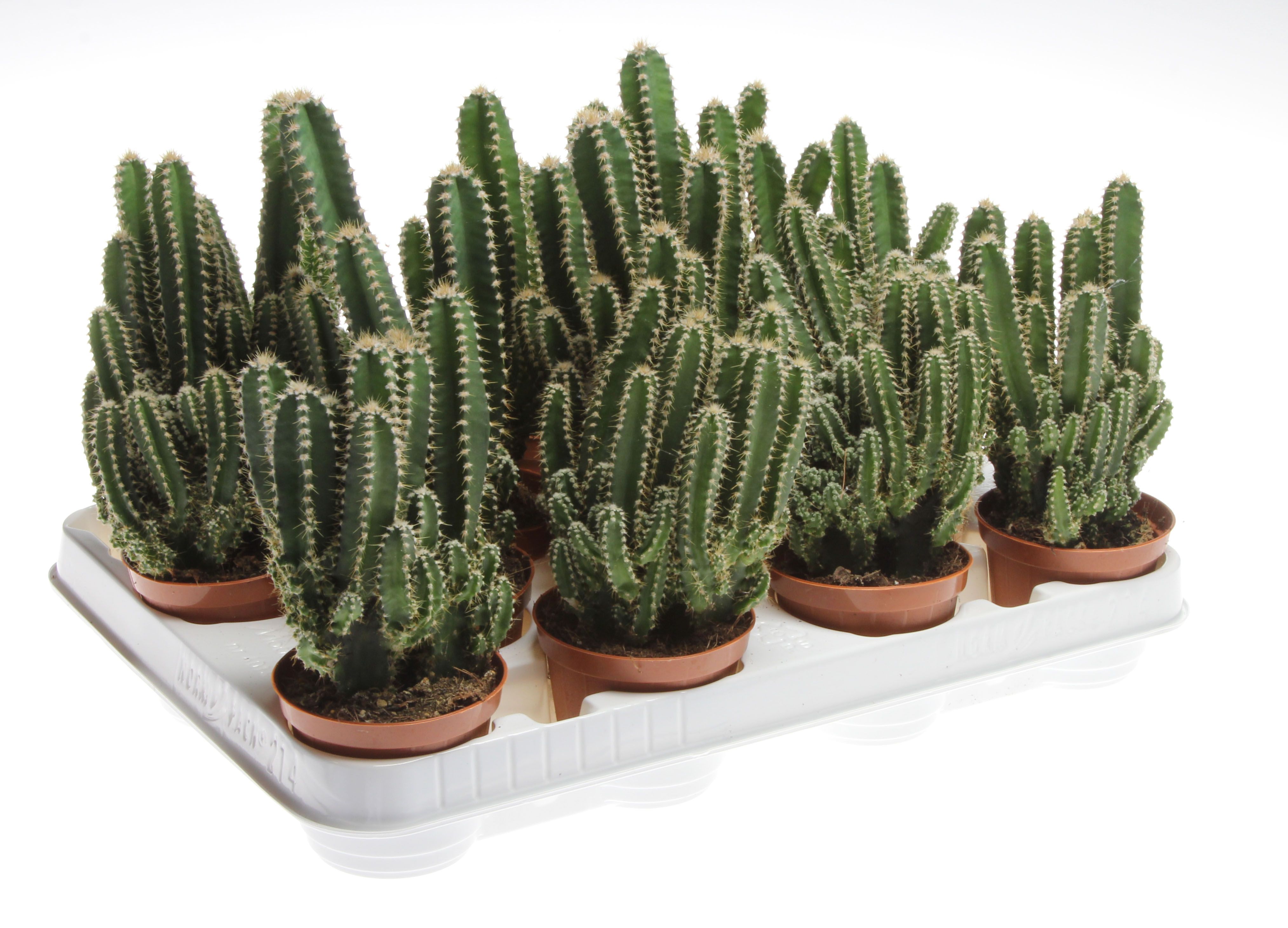 Горшечные цветы и растения оптом Cactus Cereus Florida от 14шт (для телеги) из Голландии с доставкой по России