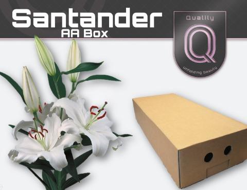 Срезанные цветы оптом Lilium or santander от 80шт из Голландии с доставкой по России