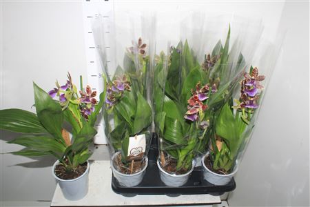 Горшечные цветы и растения оптом Orchidee Zygop Louisendorf 1 Branches от 8шт из Голландии с доставкой по России