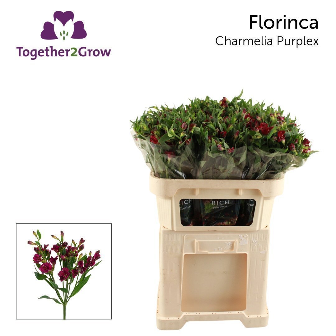 Срезанные цветы оптом Alstroemeria fl charmelia purplex от 80шт из Голландии с доставкой по России