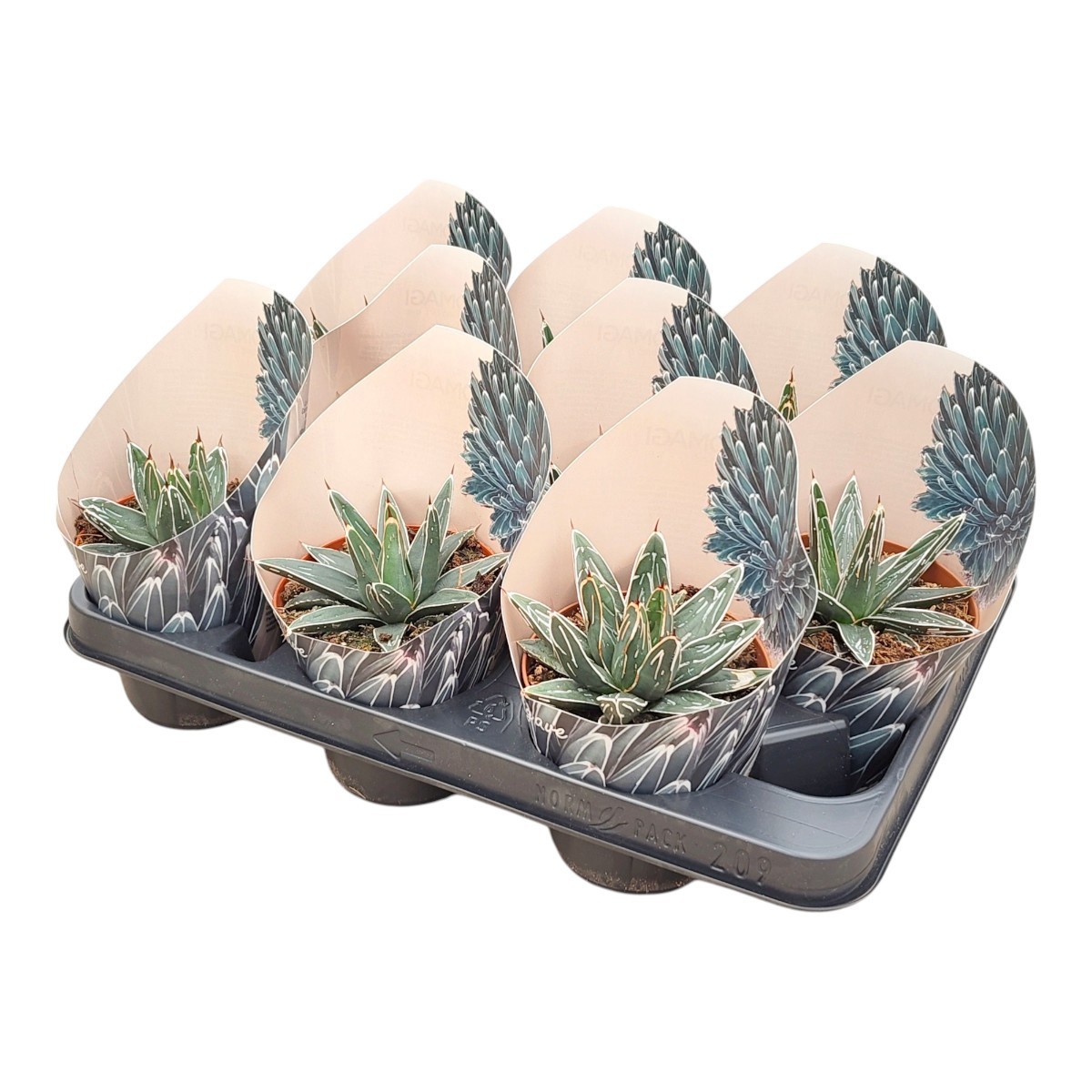 Горшечные цветы и растения оптом Agave Victoriae Reginae Potcover от 9шт из Голландии с доставкой по России