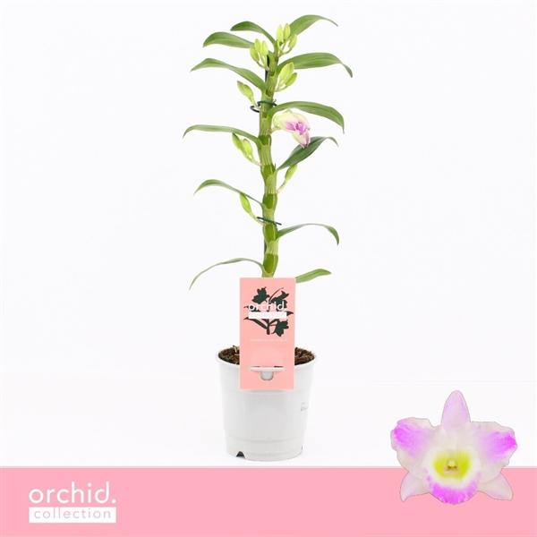 Горшечные цветы и растения оптом Dendr Nob 1st Pandora Compact Orchid Collection от 10шт из Голландии с доставкой по России