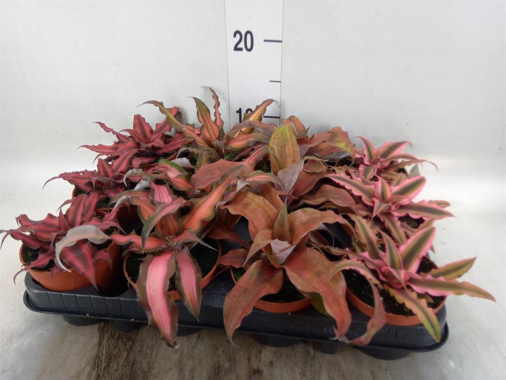 Горшечные цветы и растения оптом Cryptanthus   ...mix от 12шт (для телеги) из Голландии с доставкой по России