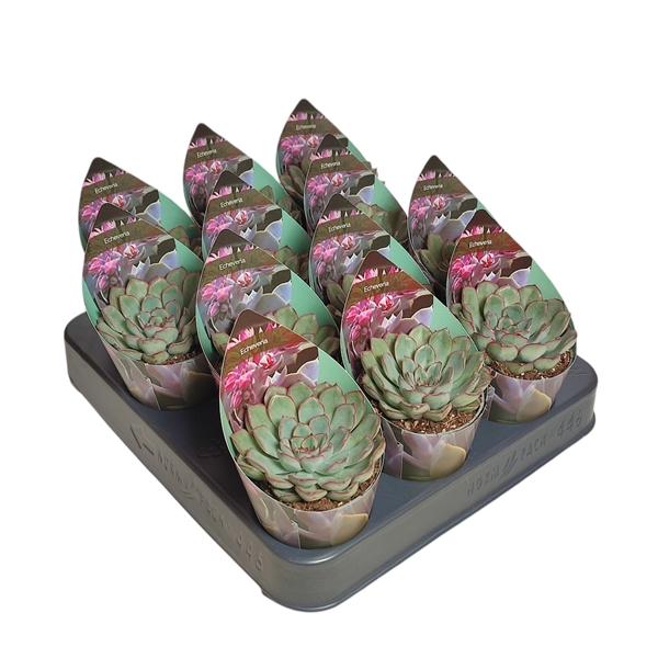 Горшечные цветы и растения оптом Echeveria Pulidonis Potcover от 12шт (для телеги) из Голландии с доставкой по России