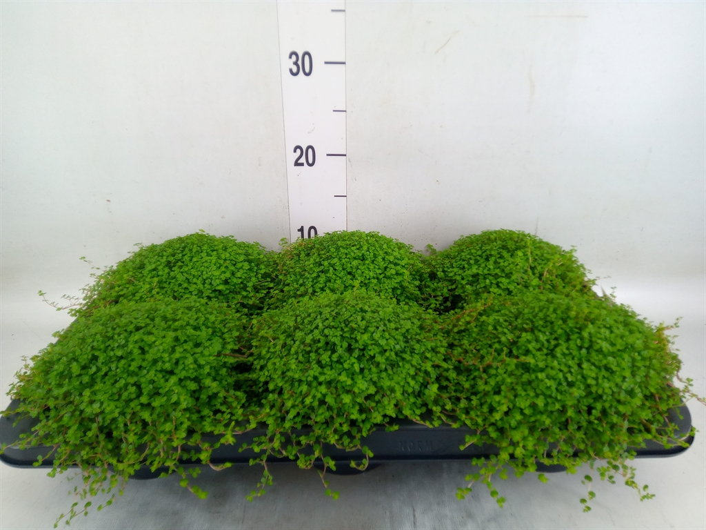 Горшечные цветы и растения оптом Soleirolia Soleirolii   ...green от 6шт' из Голландии с доставкой по России