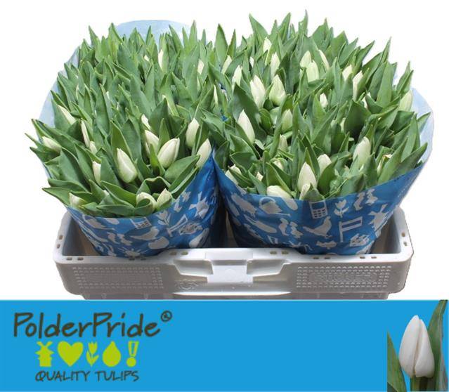 Срезанные цветы оптом Tulipa si update от 100шт из Голландии с доставкой по России