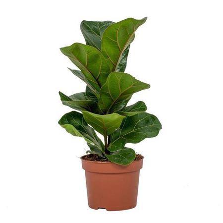 Горшечные цветы и растения оптом Ficus Bambino P12 от 6шт из Голландии с доставкой по России