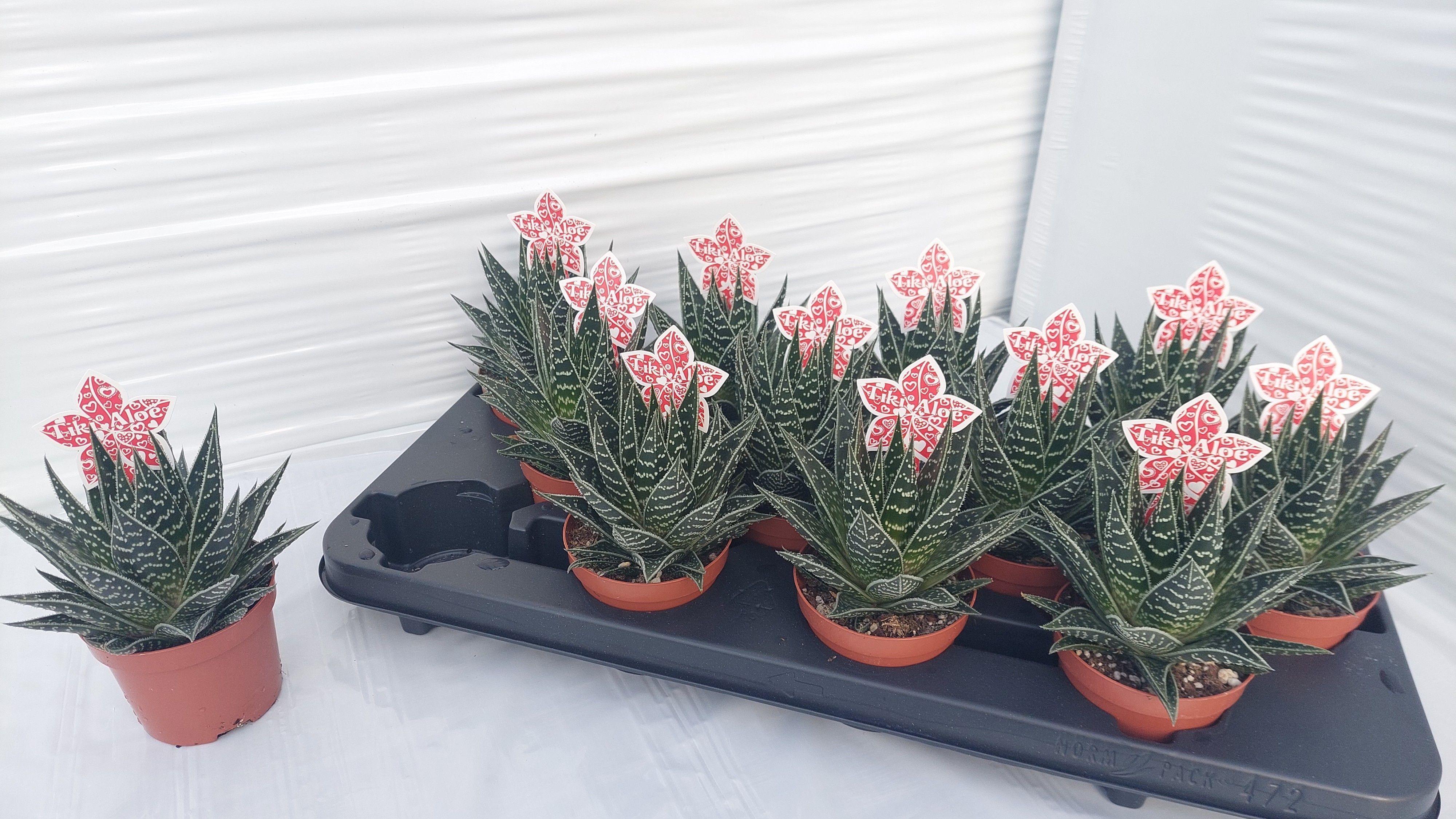 Горшечные цветы и растения оптом Aloe Tiki Tahi от 12шт (для телеги) из Голландии с доставкой по России