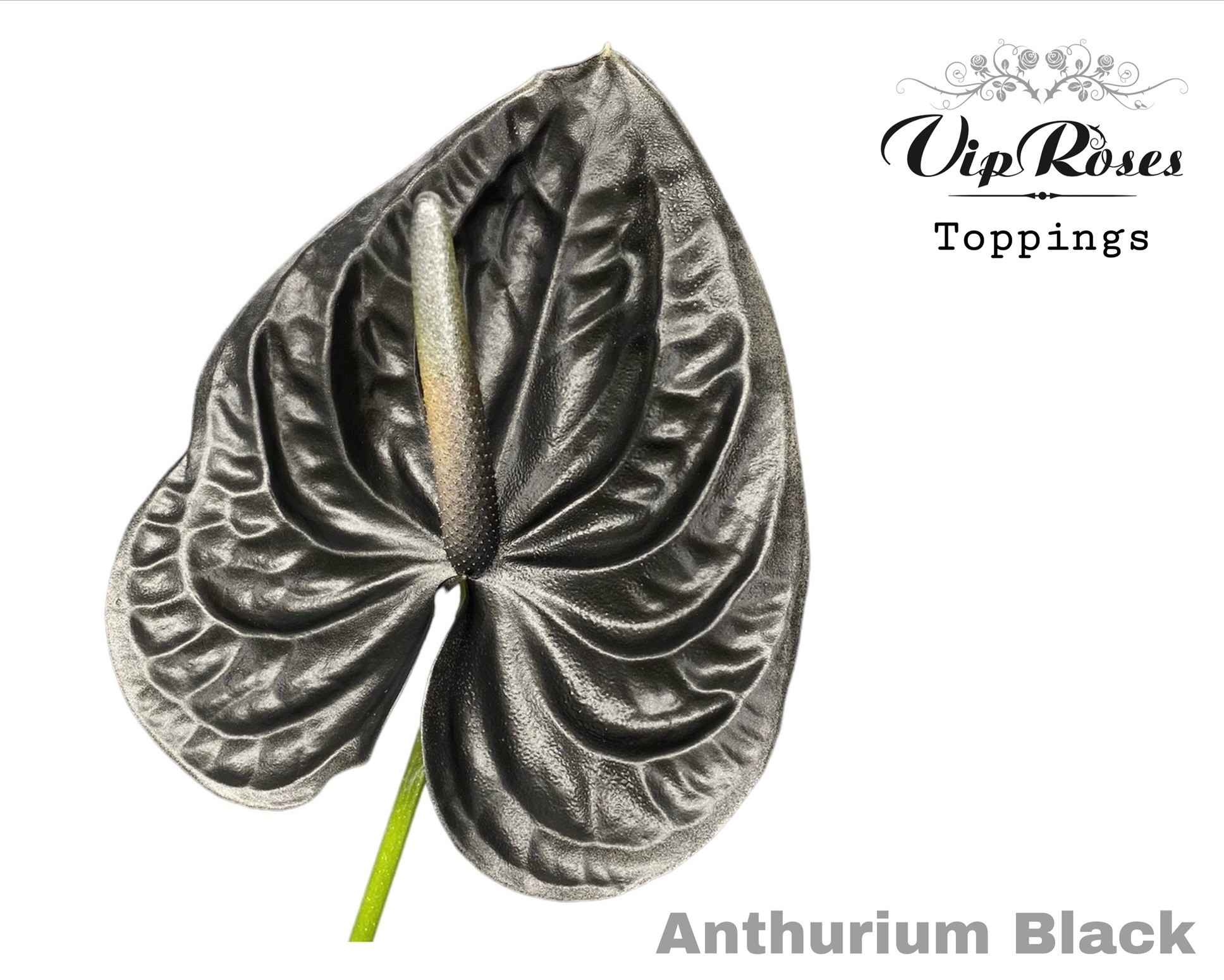 Срезанные цветы оптом Anthurium paint black от 12шт из Голландии с доставкой по России