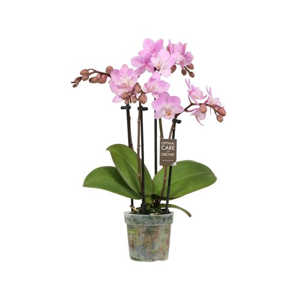 Горшечные цветы и растения оптом Pahl 3st Sweety 15+ от 20шт (для телеги) из Голландии с доставкой по России