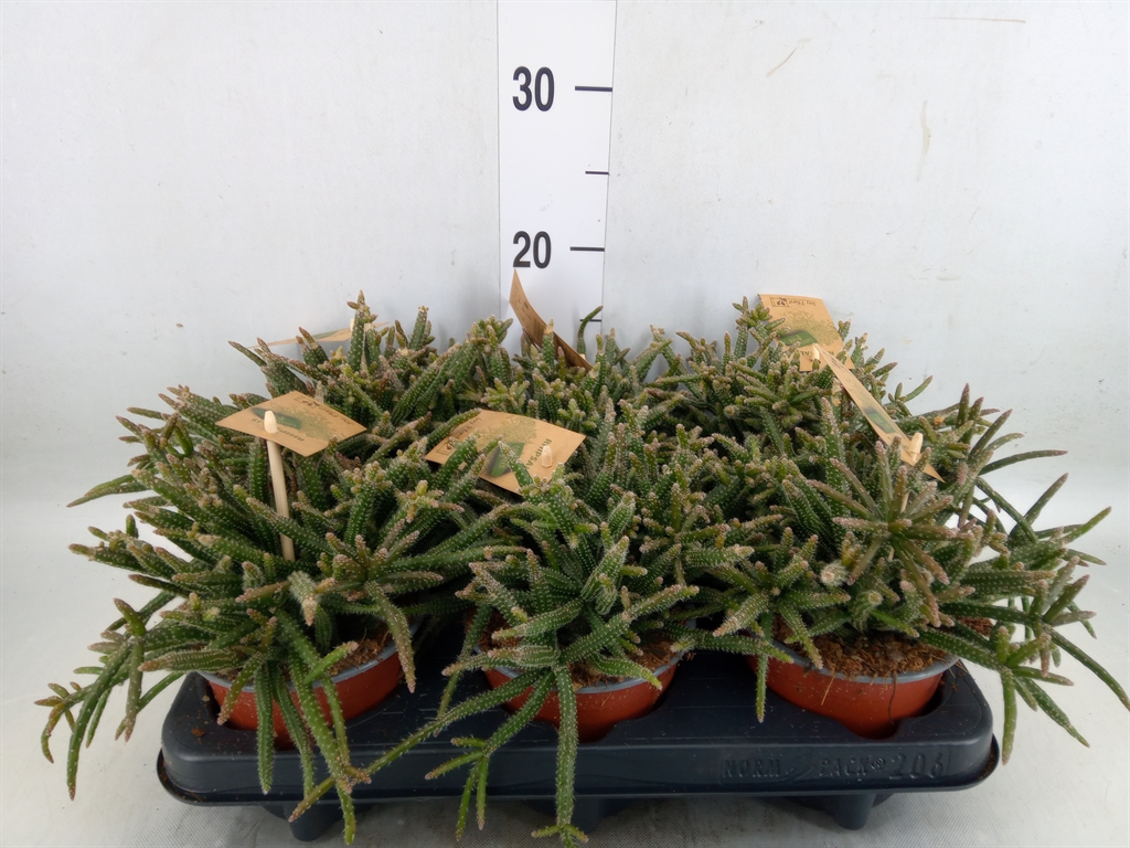 Горшечные цветы и растения оптом Rhipsalis Baccifera Subsp. Horrida от 6шт из Голландии с доставкой по России