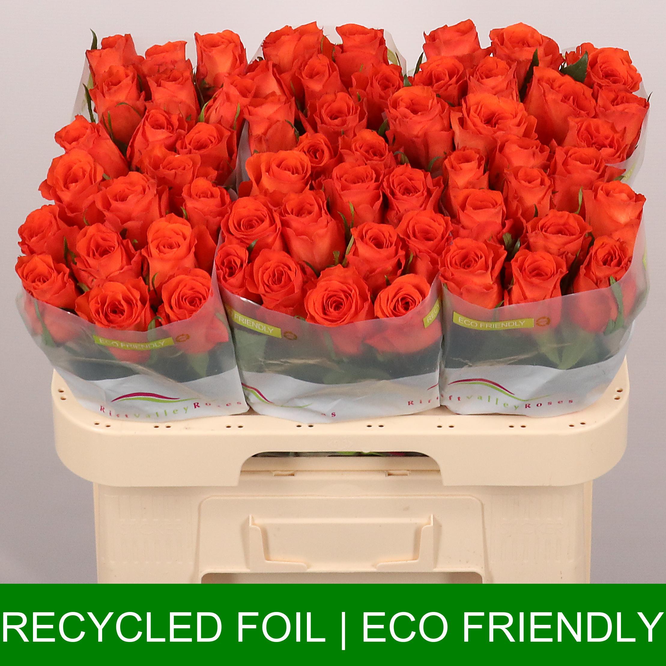 Срезанные цветы оптом Rosa large garfield+ от 60шт из Голландии с доставкой по России