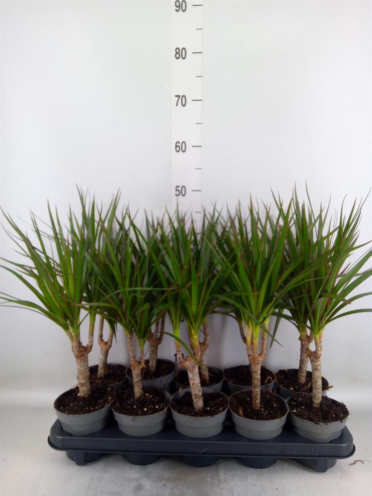 Горшечные цветы и растения оптом Dracaena Marg. от 10шт из Голландии с доставкой по России