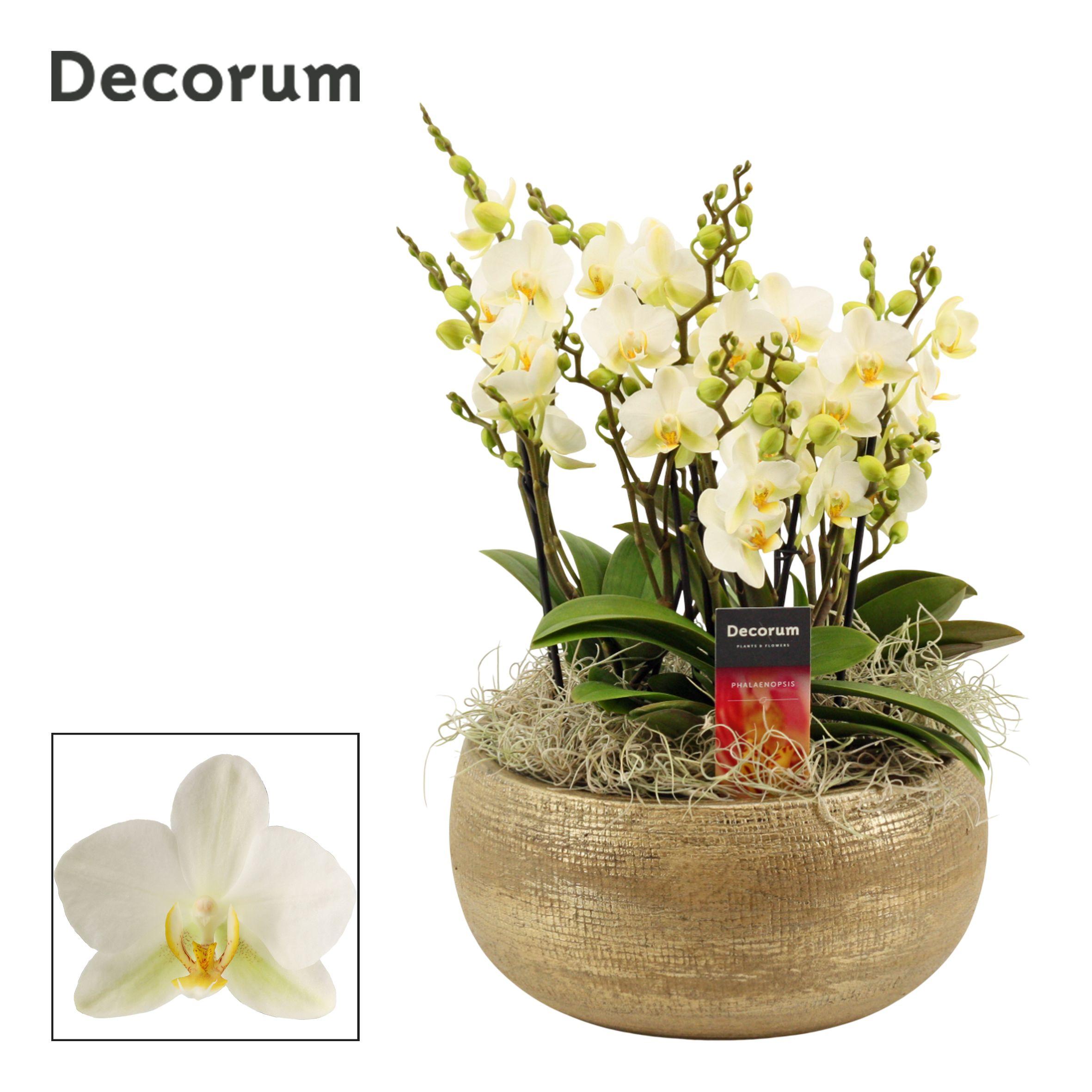 Горшечные цветы и растения оптом Phal Mf An Lausanne от 1шт из Голландии с доставкой по России