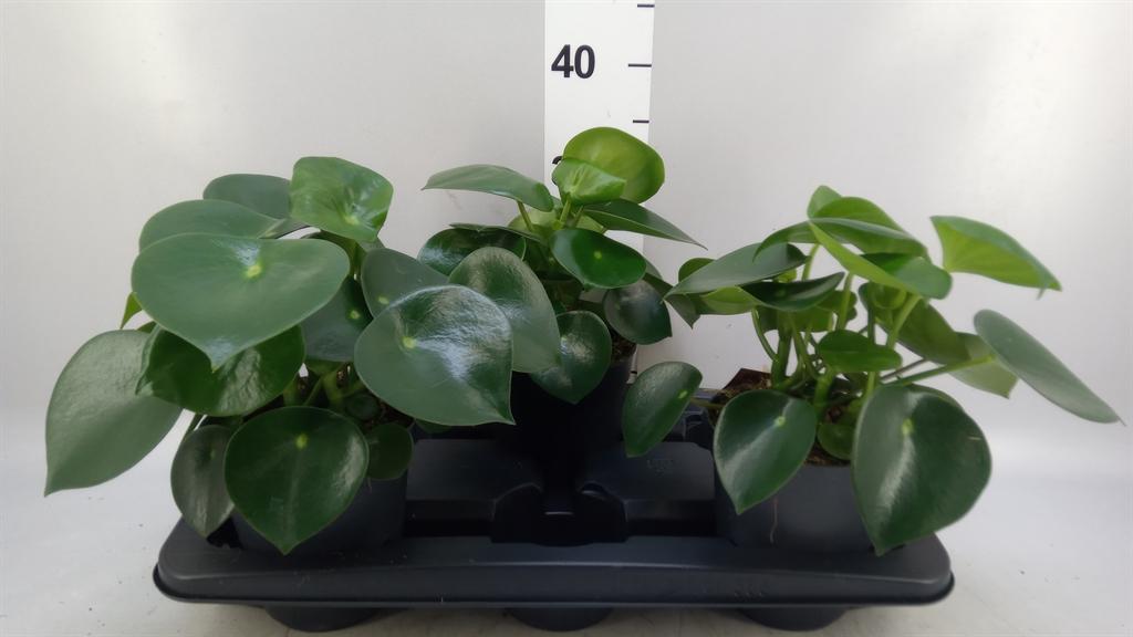 Горшечные цветы и растения оптом Peperomia Polybotrya raindrop от 3шт из Голландии с доставкой по России