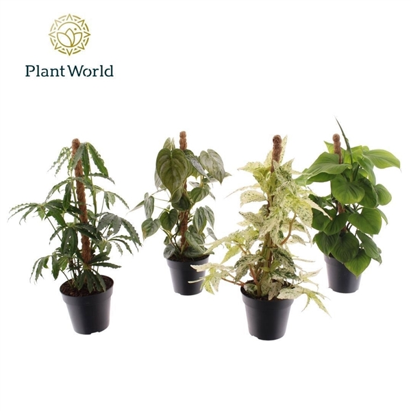 Горшечные цветы и растения оптом Plantmix Mosspole Mix от 10шт из Голландии с доставкой по России