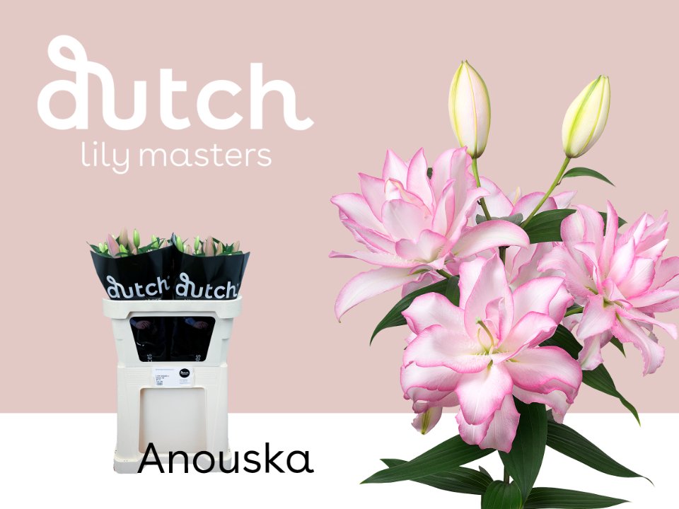 Срезанные цветы оптом Lilium or dbl roselily anouska от 40шт. из Голландии с доставкой по России