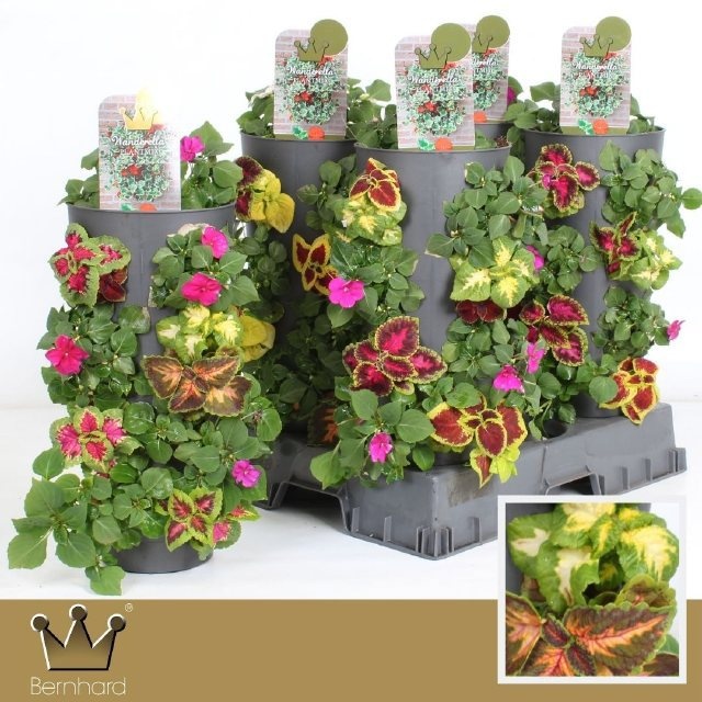 Горшечные цветы и растения оптом Overige Perkpl от 4шт из Голландии с доставкой по России