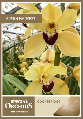 Срезанные цветы оптом Cymbidium yellow cookbridge от 2шт. из Голландии с доставкой по России