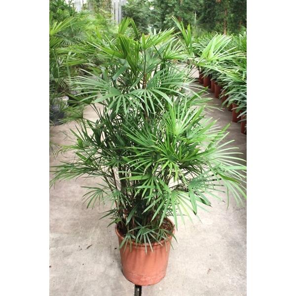 Горшечные цветы и растения оптом Rhapis Humilis от 1шт из Голландии с доставкой по России