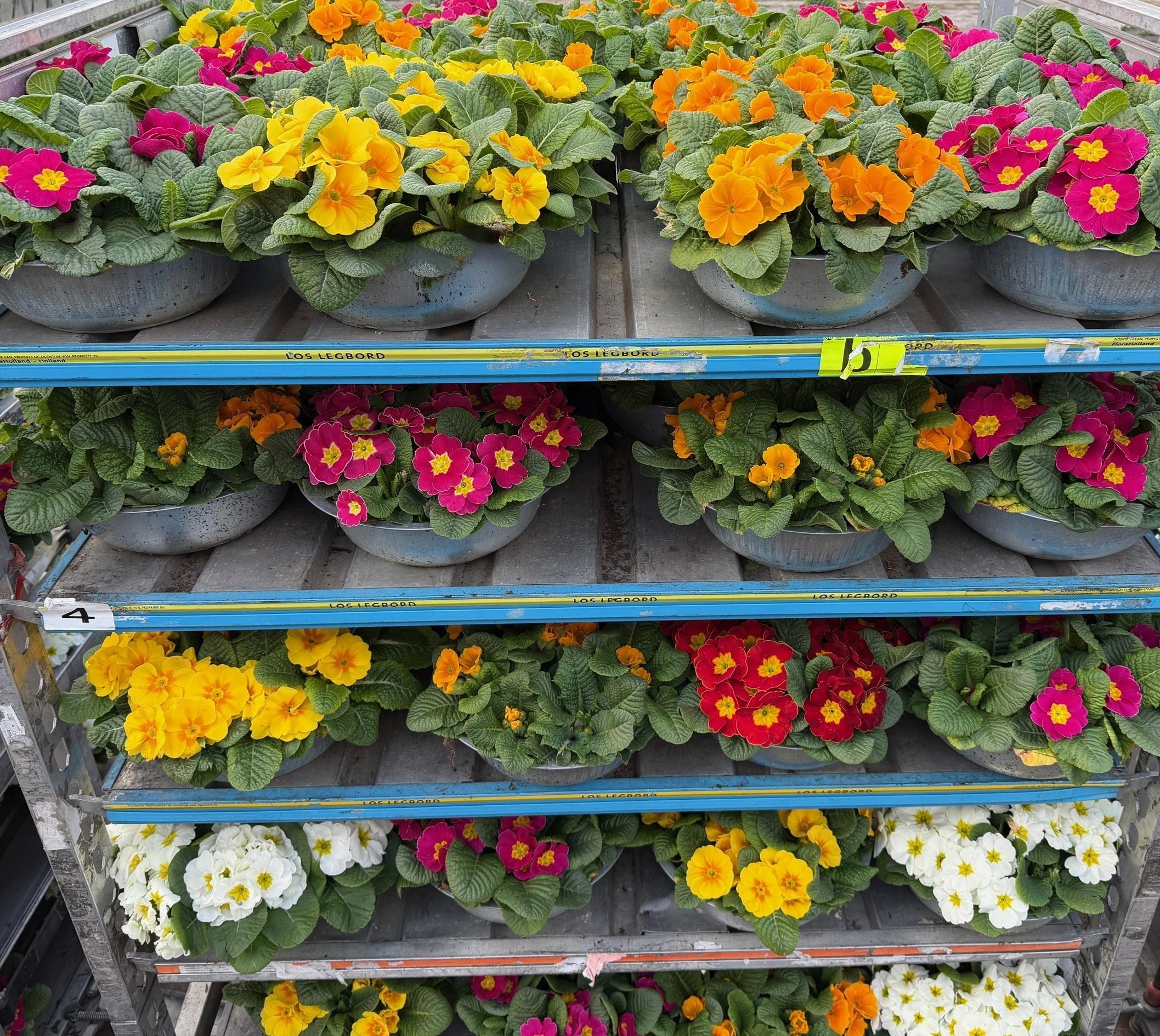 Горшечные цветы и растения оптом Prim Ac Bonneli Gem от 1шт из Голландии с доставкой по России