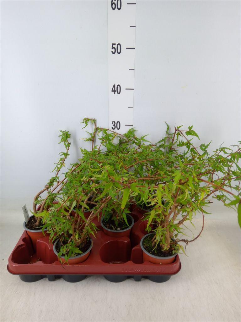 Горшечные цветы и растения оптом Begonia Bd   ... от 6шт (для телеги) из Голландии с доставкой по России