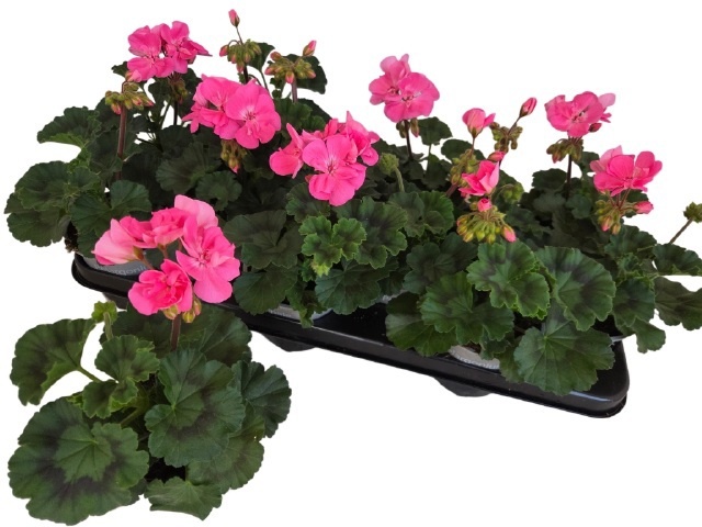 Горшечные цветы и растения оптом Pel Zon Tosc Hanna от 12шт из Голландии с доставкой по России