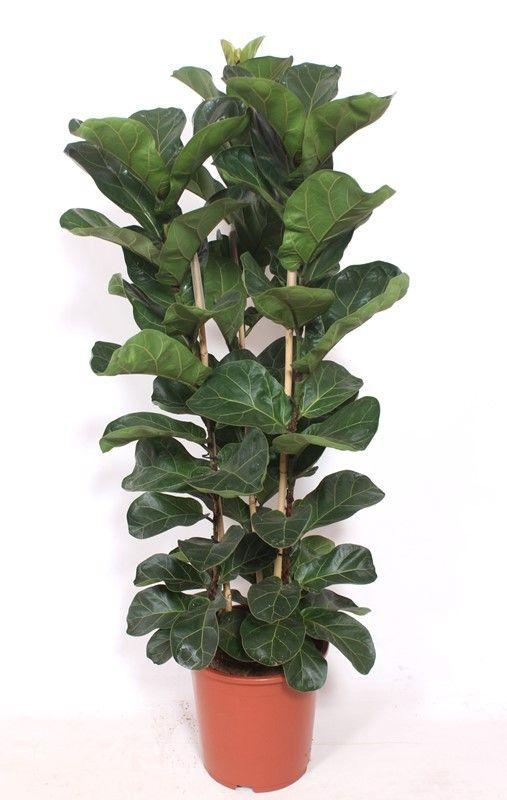 Горшечные цветы и растения оптом Ficus Lyrata Bambino 3pp от 1шт из Голландии с доставкой по России