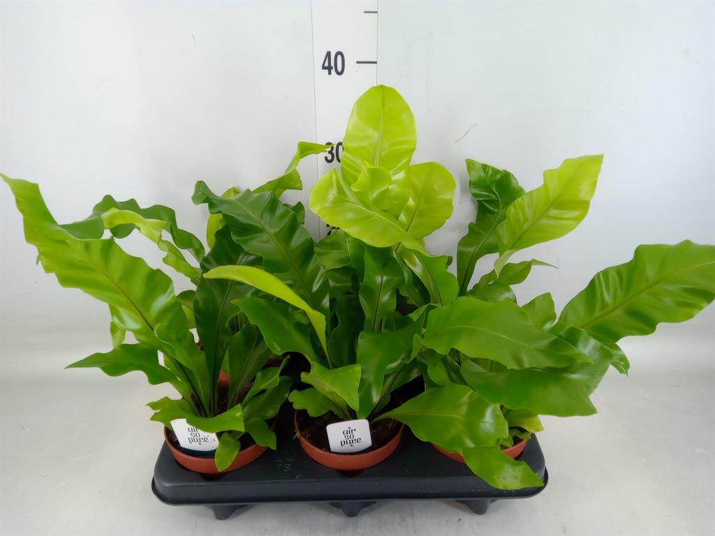 Горшечные цветы и растения оптом Asplenium Nidus от 6шт из Голландии с доставкой по России