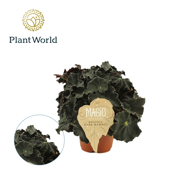 Горшечные цветы и растения оптом Begonia Rex Dark Mambo от 8шт (для телеги) из Голландии с доставкой по России