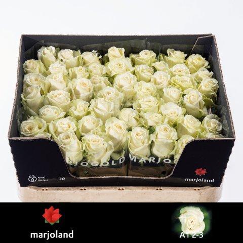 Срезанные цветы оптом Rosa large dolomiti от 50шт из Голландии с доставкой по России