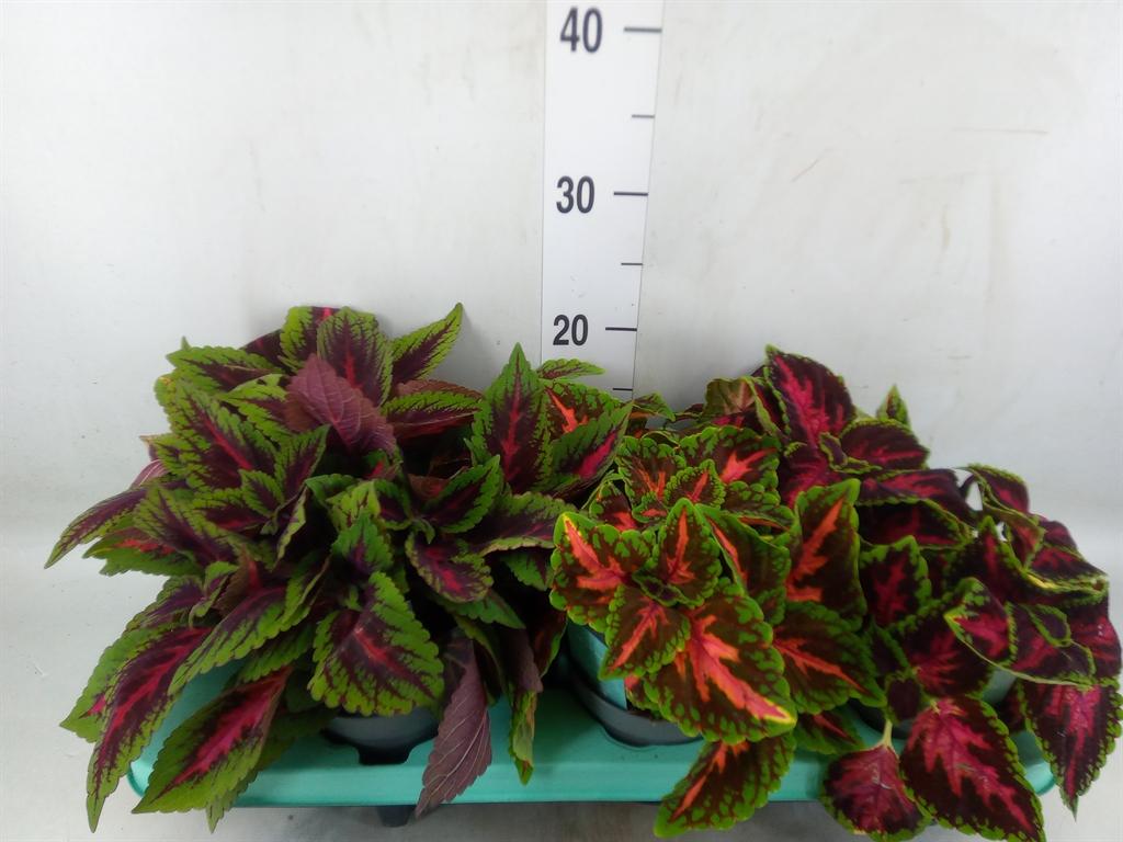 Горшечные цветы и растения оптом Plectranthus Col.   ...mix от 6шт из Голландии с доставкой по России