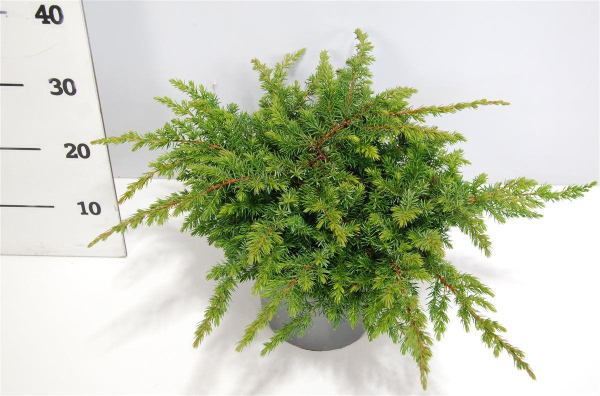 Горшечные цветы и растения оптом Juniperus Conf Schlager от 1шт из Голландии с доставкой по России