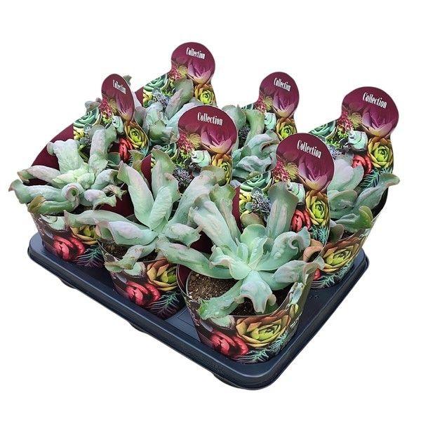 Горшечные цветы и растения оптом Echeveria Culibra Potcover от 6шт из Голландии с доставкой по России