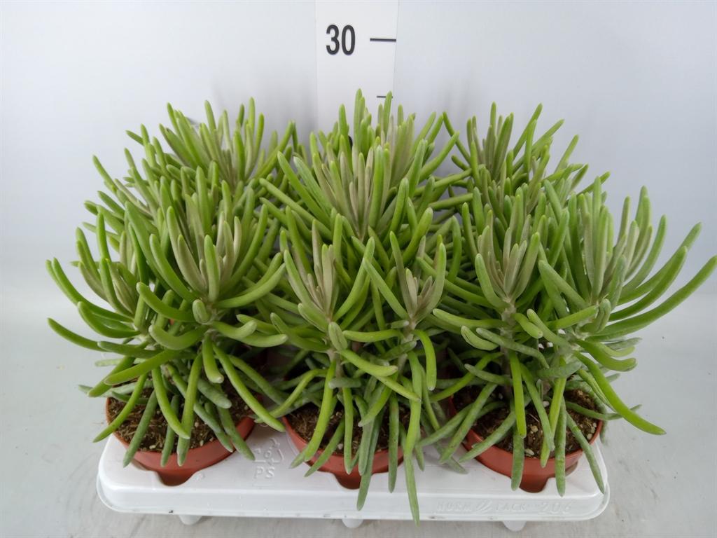 Горшечные цветы и растения оптом Senecio   ... от 6шт из Голландии с доставкой по России