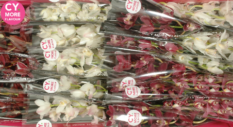 Срезанные цветы оптом Minicymbidium mix love от 10шт. из Голландии с доставкой по России