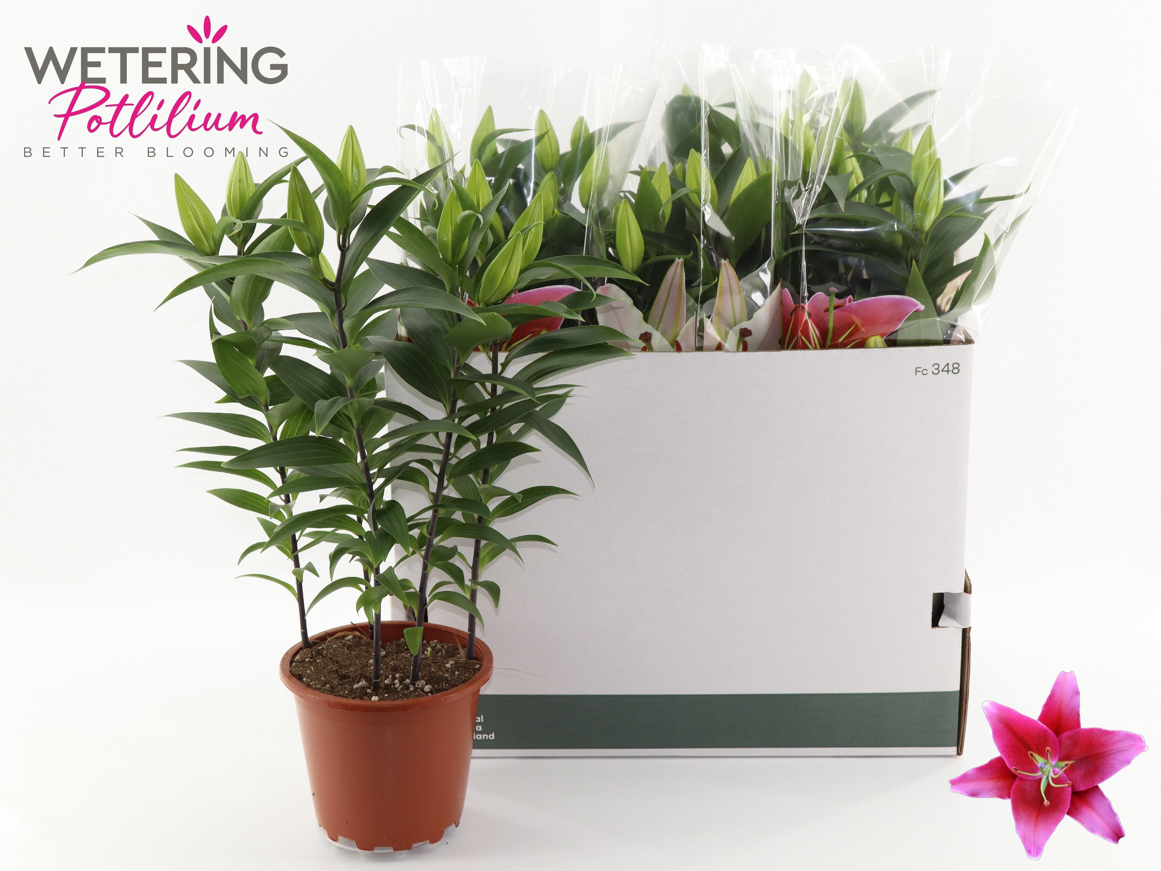 Горшечные цветы и растения оптом Lil Or Sunny Keys от 5шт из Голландии с доставкой по России