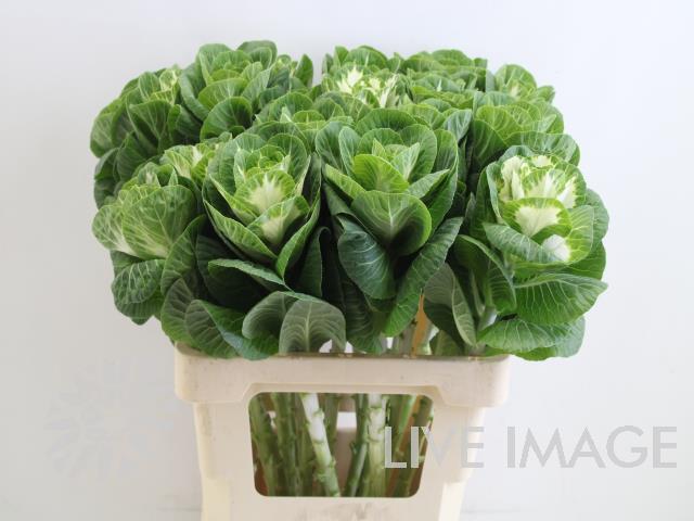 Срезанные цветы оптом Brassica white crane от 20шт из Голландии с доставкой по России