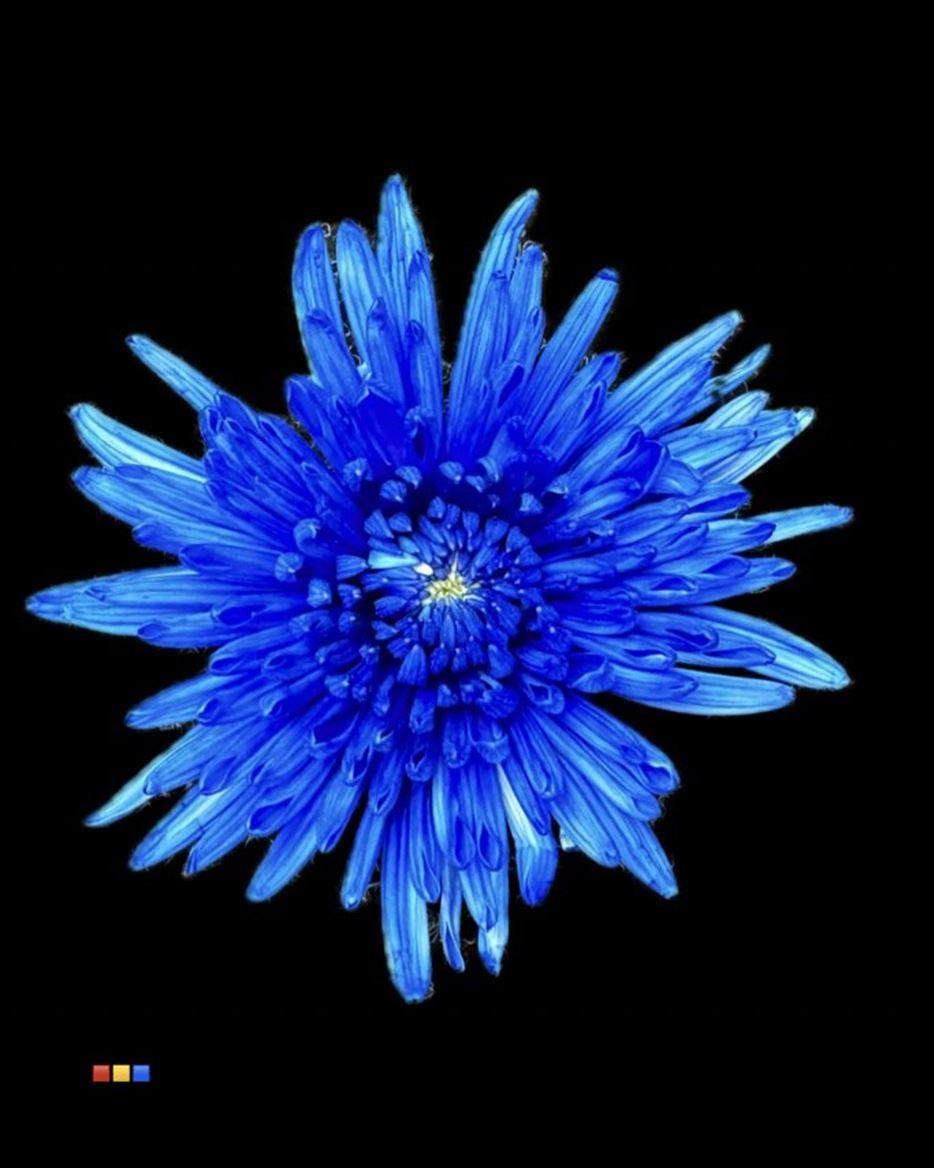 Срезанные цветы оптом Chrys bl paint topspin blue от 60шт из Голландии с доставкой по России