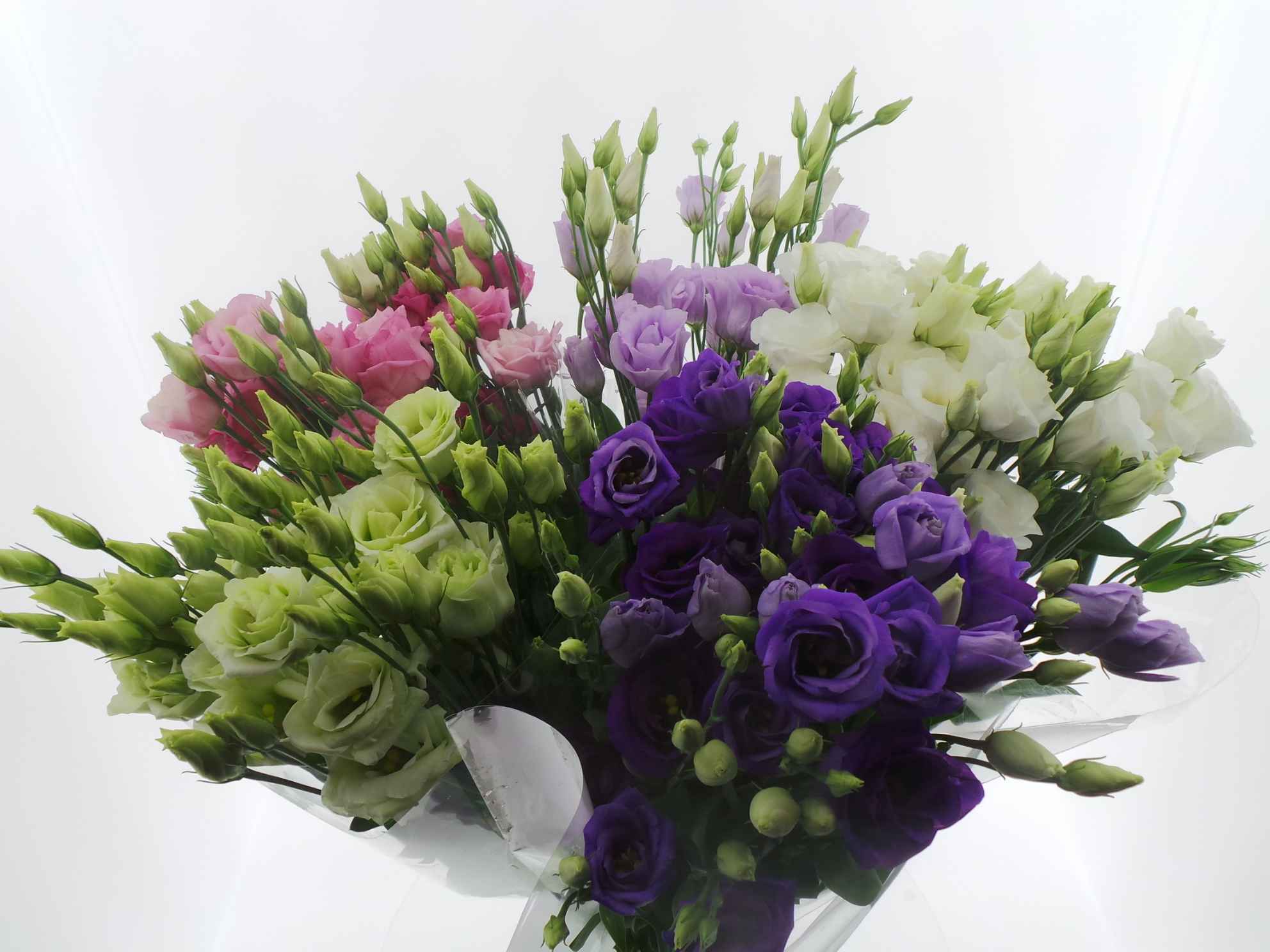 Срезанные цветы оптом Bouquet mono eustoma x5 mix 60cm от 10шт из Голландии с доставкой по России