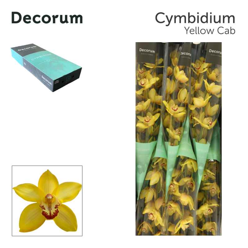Срезанные цветы оптом Cymbidium yellow cab от 6шт из Голландии с доставкой по России