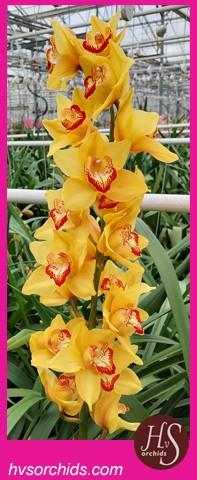 Срезанные цветы оптом Cymbidium yellow mighty browny cappuccino от 6шт из Голландии с доставкой по России