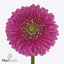 Срезанные цветы оптом Gerbera diamond magic ball от 45шт из Голландии с доставкой по России