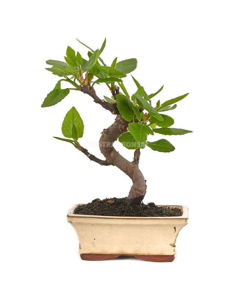 Горшечные цветы и растения оптом Ficus Carica от 6шт из Голландии с доставкой по России